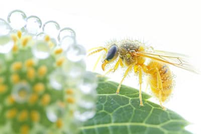 Anecdote surprenante : des organismes unicellulaires plus gros qu’une guêpe