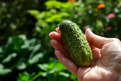 Le cornichon : un fruit que vous avez toujours considéré comme un légume !